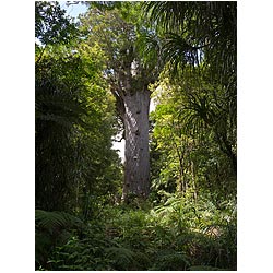 rainforest kauri tree new zealand waipoua forest  photo stock