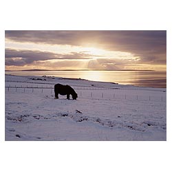 Scapa Flow - Shetland pony winter snow at sunrise  photo 