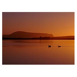 Loch of Harray - Sunset swan pair Hoy Hills  photo 