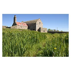 Mill Sand - Old ruined mill with Yellow Flag Irises Iris pseudacorus burn bank scotland  photo 