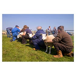 Annual Show - Judge judging best pair of lambs at agricultural show  photo 