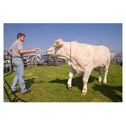 Annual Cattle Show - Beef cow in ring Charolais Heifer  at agricultural show  photo 