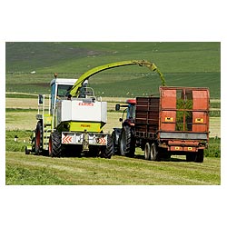 Kirbister - Silage harvesting combine harvester tractor and grass trailer  photo 