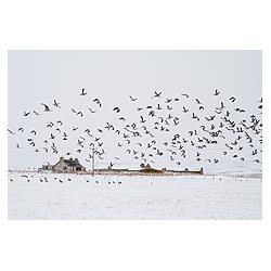 Flock of geese - Scotland Winter wild birds In field taking flight cottage snowscape snow uk  photo 