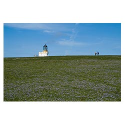 Brough of Birsay - Blue Spring Squill flowers tourist couple walking to Birsay lighthouse  photo 