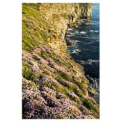 Marwick Head - RSPB Bird Nature reserve Thrift sea pink flowers on seacliff  photo 