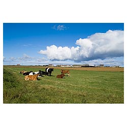  - Beef cattle sitting and standing in corner of field scotland farm country uk  photo 