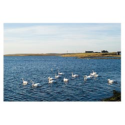 Loch of Stenness - Flock of Mute swans swimming  photo 