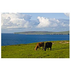 Beef cattle - Scottish Beef cows grazing in field livestock scotland fields uk  photo 