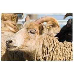  - Close up sheep face North Ronaldsay Orkney horns  photo 