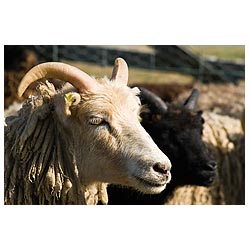  - North Ronaldsay horned sheep close up face Orkney ram  photo 