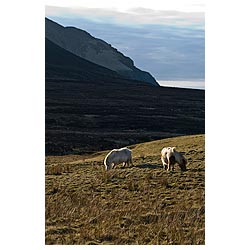 Braebister - Two Shetland ponies grazing on rough moorland pasture  photo 