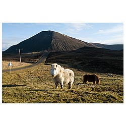Braebister - White Shetland pony and grazing Shetland ponies grazing moorland Ward Hill  photo 