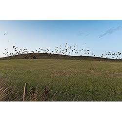 Goose flock - Wild geese taking off flight on Orkney farmland field Scotland  photo 