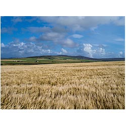 Barley field - Countryside harvest uk farm land fields Scotland autumn landscapes crop sky  photo 