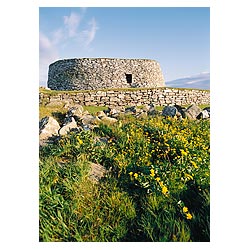  - Marsh marigolds on bank Iron Age broch defensive fortification  photo 