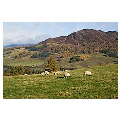 Scottish Blackface sheep - Scotland hill Sheep Highlands farmland black faced flock highland autumn uk  photo 