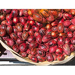 caribbean stall market grenada
 nutmeg red mace  photo stock