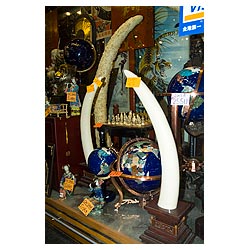 ivory tusks sale hong kong shop window display hk  photo stock