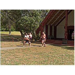 new zealand maori greeting waitangi people dance  photo stock