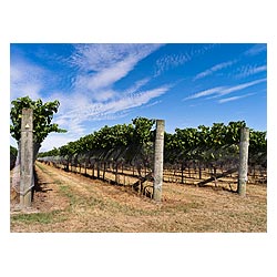 martinborough new zealand vineyards grapes vine  photo stock