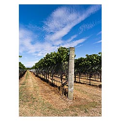 vindyard new zealand vineyards grape vine field  photo stock