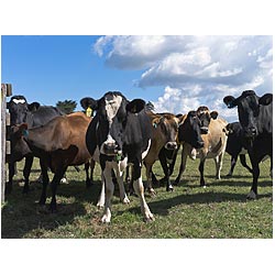 cows new zealand dairy  photo stock