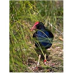 new zealand wildlife swamphen bird pukeko  photo stock