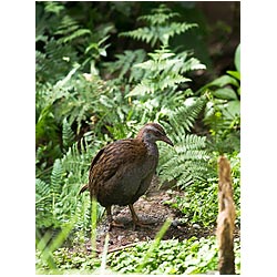 weka new zealand wildlife birds bush hen  photo stock
