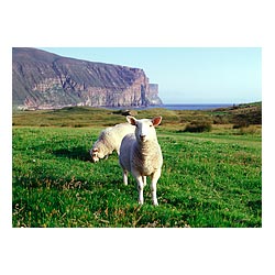 Rackwick - Sheep grazing in Rackwick Bay Craig gate sea cliffs  photo 