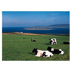 Eynhallow Sound - UK Friesian cow herd grazing dairy field cattle cows Scotland sit on grass  photo 