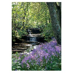 Woodwick House - Waterfalls river bluebells woods blue bells flowers scotland wildflower uk  photo 