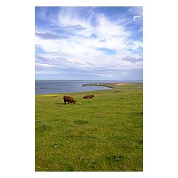 Bay of Backaland - Cows grazing on hillside field fish cages ferry terminal Stronsay fields uk  photo 