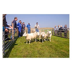 Annual Show - Judge judging Ewe sheep at agricultural show  photo 