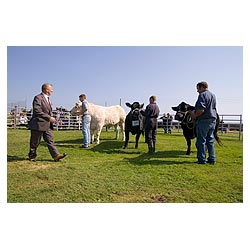 Annual Cattle Show - Beef cows Charolais and cross bred Heifers in agricultural show ring  photo 