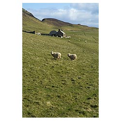  - Sheep in hillside field croft cottage farm hill scotland countryside rural  photo 