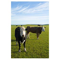Young beef cows - Scotland Grazing in green field pastures pasture herd livestock uk cow fields  photo 