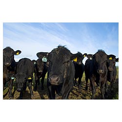Aberdeen Angus - Young beef cattle herd of cows black faces close up scotland livestock uk  photo 