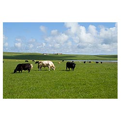 Scottish beef cows - White bull animals cow Scotland herd grazing uk farming field orkney on grass  photo 