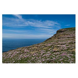 Marwick Head - Carpet of sea pink flowers on seacliff top Northern Atlantic Ocean  photo 