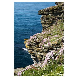 Marwick Head - Seacliff top sea pink flowers North Atlantic Ocean coast  photo 