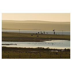 Loch of Stenness - Scottish Bird flock of geese flying over field Standing stones wild birds  photo 