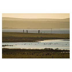 Loch of Harray - Birds geese in field and swans in water Stenness Standing stones  photo 