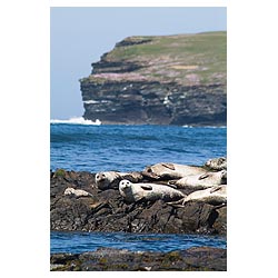 Phoca vitulina - uk Common seal basking on rock Birsay Orkney rocks seals colony Scotland  photo 