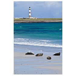 Linklet Bay Seals basking - Scottish sandy beach lighthouse uk sand landscape wildlife  photo 