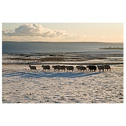  - Sheep flock walking over snow covered field  snowscape wintery countryside  photo 
