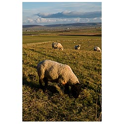  - Sheep farming Orkney countryside farm fields Suffolk sheep ram grazing  photo 