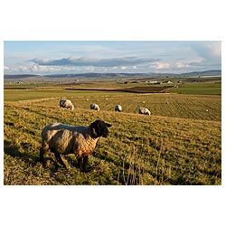  - Sheep farming Orkney countryside farm fields Suffolk sheep ram  photo 