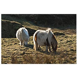 Braebister - Two Shetland ponies grazing on rough moorland pasture  photo 