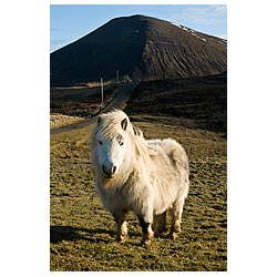 Braebister - White Shetland pony moorland  and Ward Hill  photo 